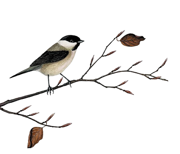 Pajaro en una rama